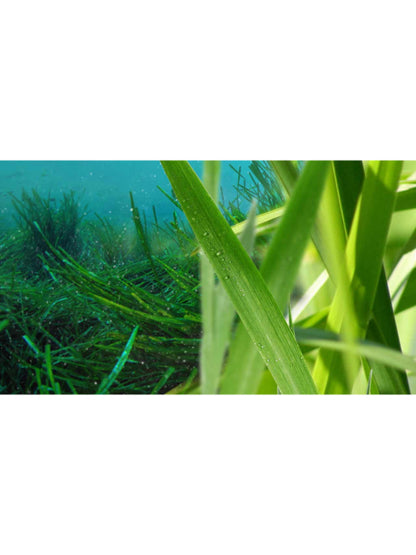 Aqva  Marine Pour Homme Eau De Toilette