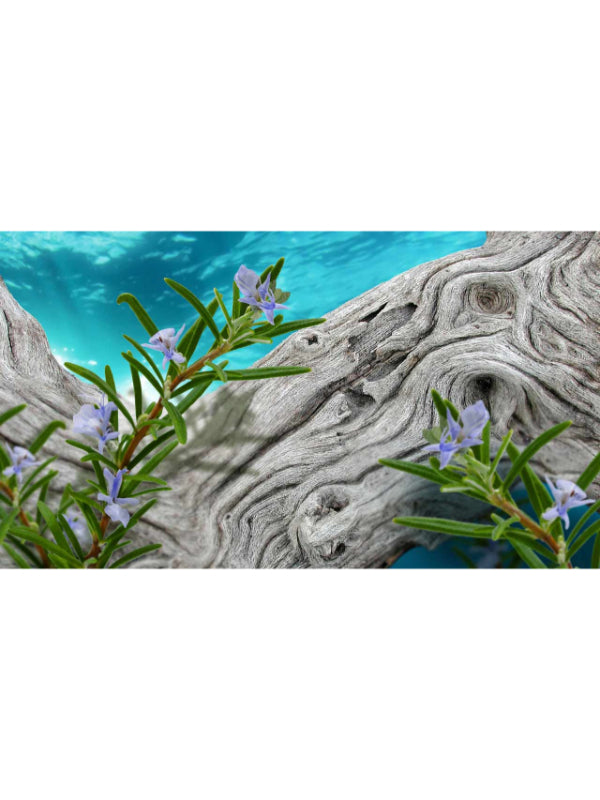 Aqva  Marine Pour Homme Eau De Toilette